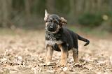 BERGER ALLEMAND 1026